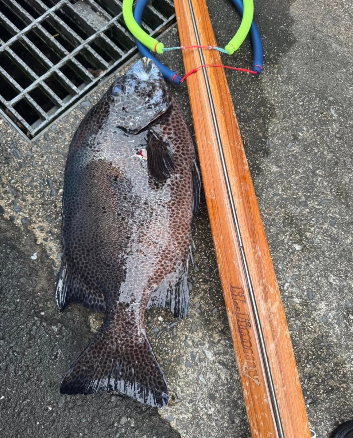 【海豹嚴選】H.Jimmy Champion V2 聯名 義大利 ERMES 木槍 魚槍 第 21 張｜海豹潛水 SealDIVE